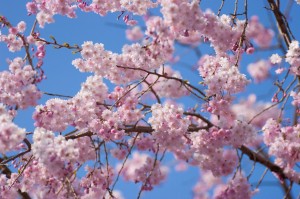 京都府庁　旧本館　正庁　結婚式