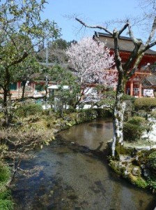 【前撮りレポート】上賀茂神社での家族撮影